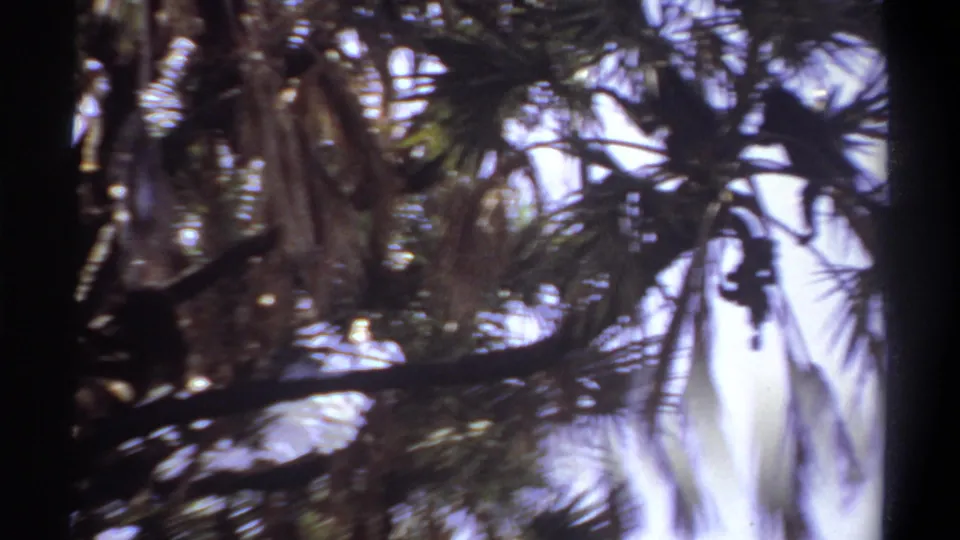 1969 Khartoum 8mm frame with blurred palm fronds, branches, and bright sky as the subject becomes hard to distinguish.