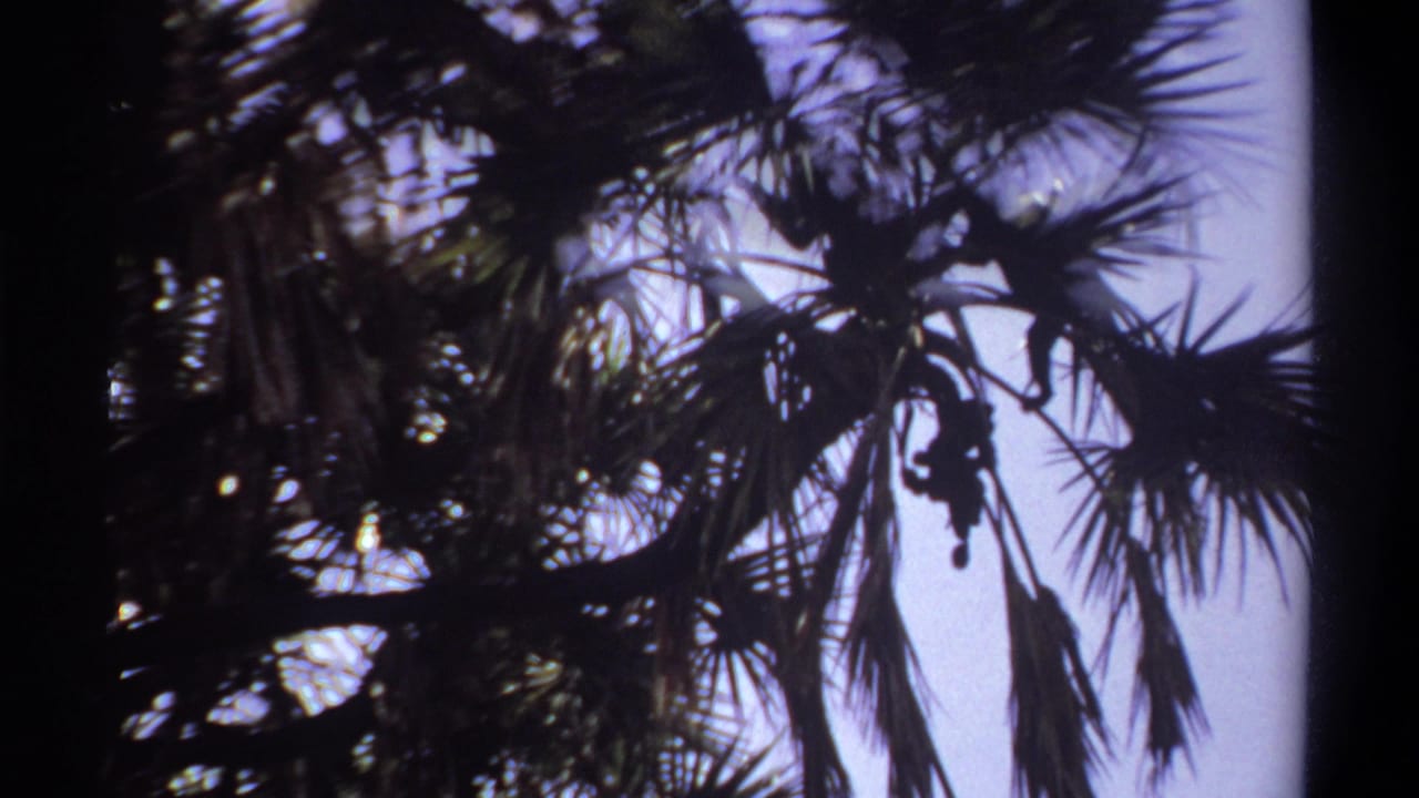 Low-angle 1969 Khartoum home-movie view of palm fronds silhouetted against a pale sky on 8mm film.