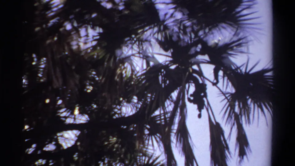 Low-angle 1969 Khartoum home-movie view of palm fronds silhouetted against a pale sky on 8mm film.