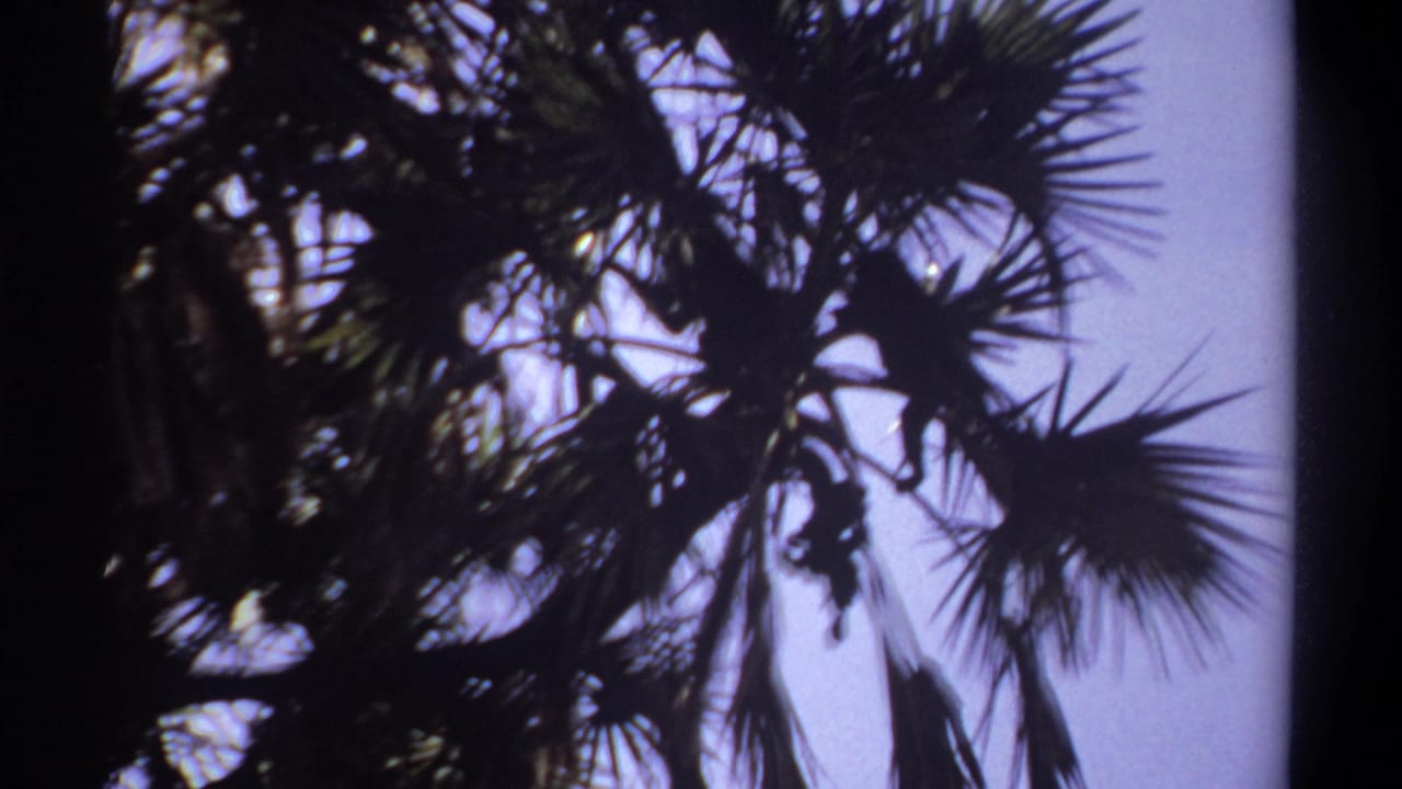 Palm canopy detail in Khartoum, Sudan, with fronds silhouetted by bright sky in vintage 8mm footage.