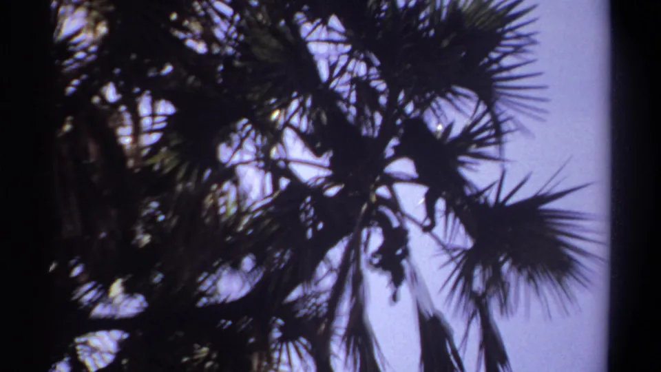 Palm canopy detail in Khartoum, Sudan, with fronds silhouetted by bright sky in vintage 8mm footage.