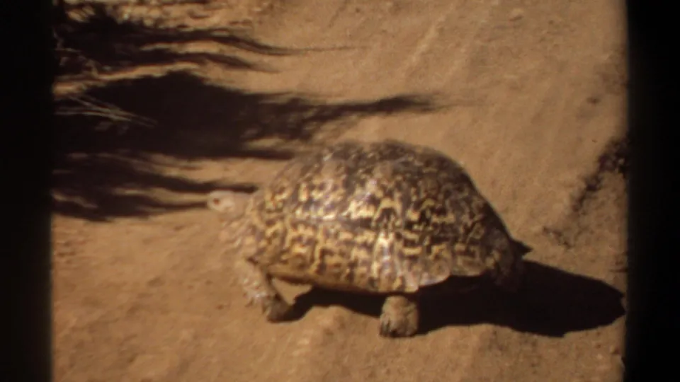 Leopard tortoise on sandy ground in 1969 Khartoum footage, moving through hard sunlight with palm-shadow shapes nearby.