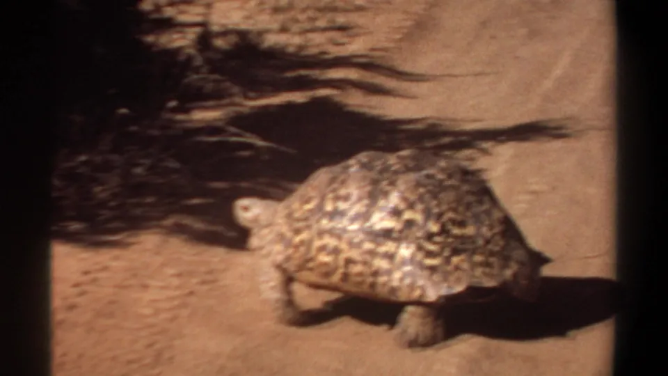Leopard tortoise continues across sandy ground in Khartoum, Sudan, with strong sunlight and a dark palm shadow behind it.