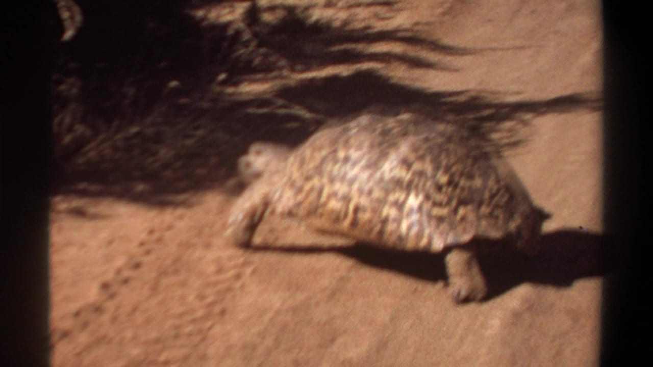 Large patterned tortoise moving across sunlit sandy ground in 1969 Khartoum home-movie footage.