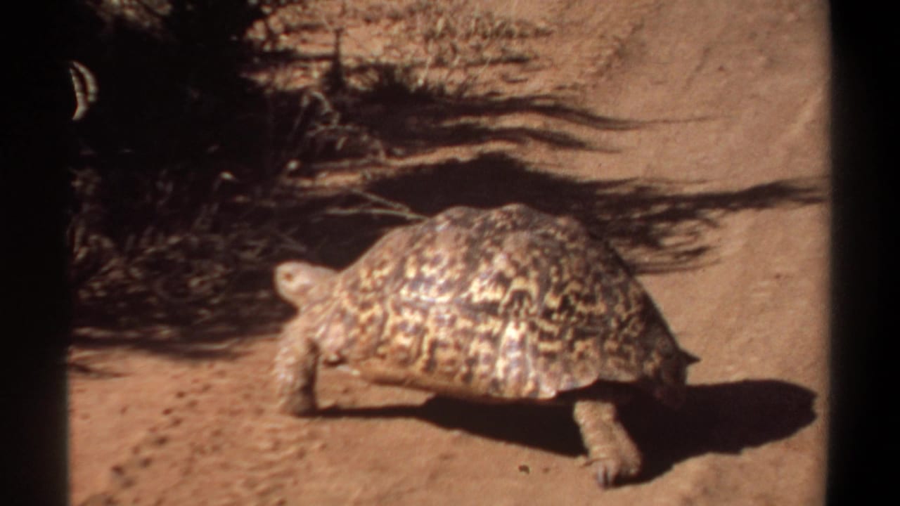 Patterned tortoise seen side-on on sandy ground, with dry plants behind it in the Khartoum footage.