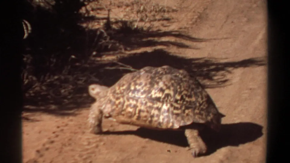 Patterned tortoise seen side-on on sandy ground, with dry plants behind it in the Khartoum footage.