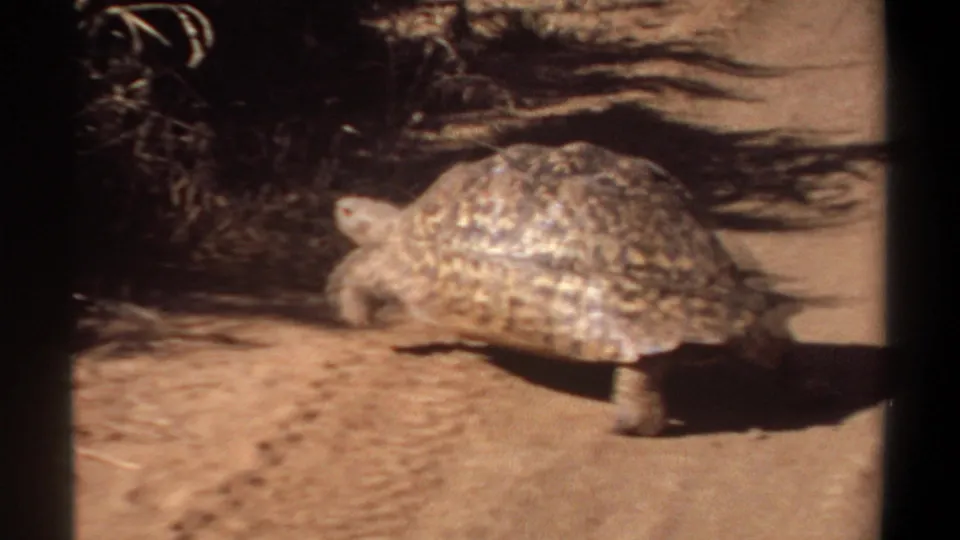 Large tortoise moving left across dry, sandy terrain, filmed in warm 8mm color in Sudan metadata context.