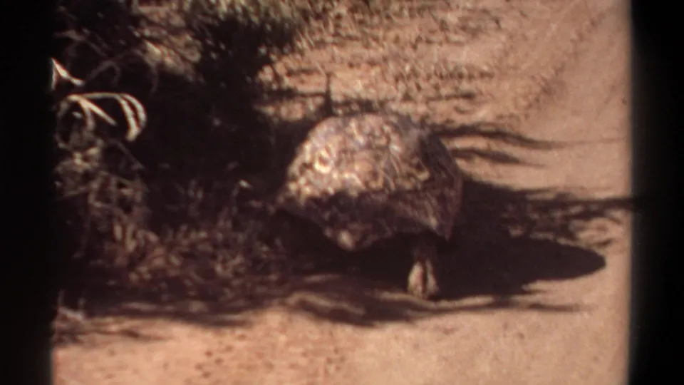 Rear view of the tortoise near dry vegetation, with strong sunlight and shadow in the 1969 Khartoum home movie.