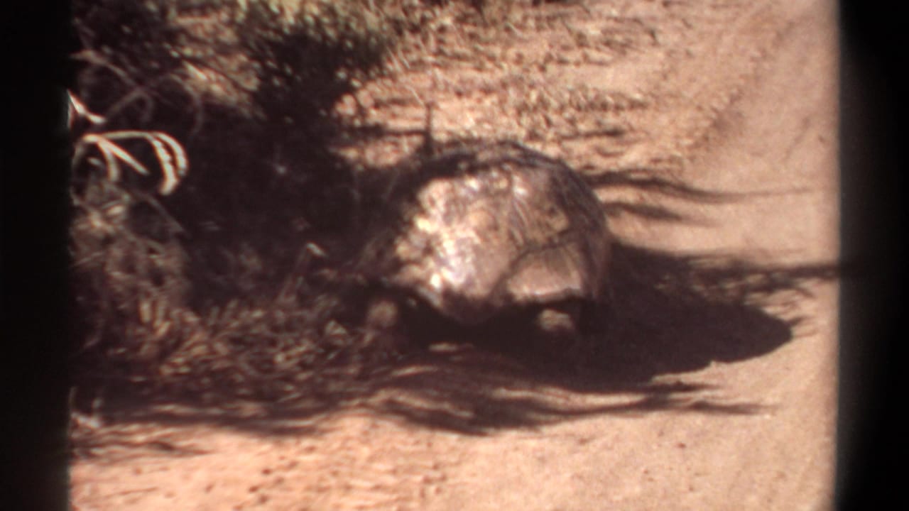 Large tortoise with a dark patterned shell moving on a sunlit dusty path in 1969 Khartoum home-movie footage.