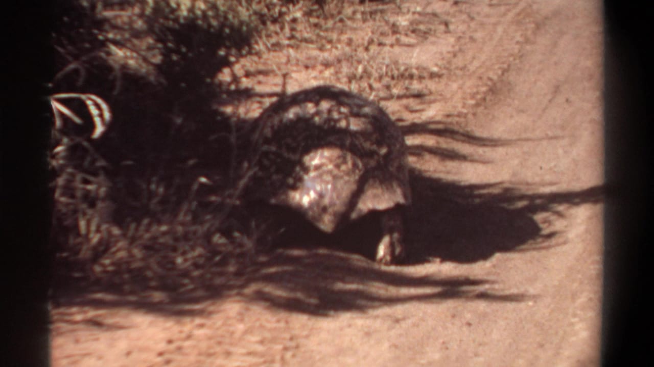 The tortoise's dark and tan shell catches sunlight as it moves near sparse vegetation in the Khartoum 8mm footage.