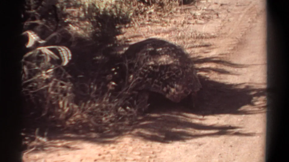 A rear view shows the tortoise's rounded patterned shell as it continues across the dusty Khartoum path.