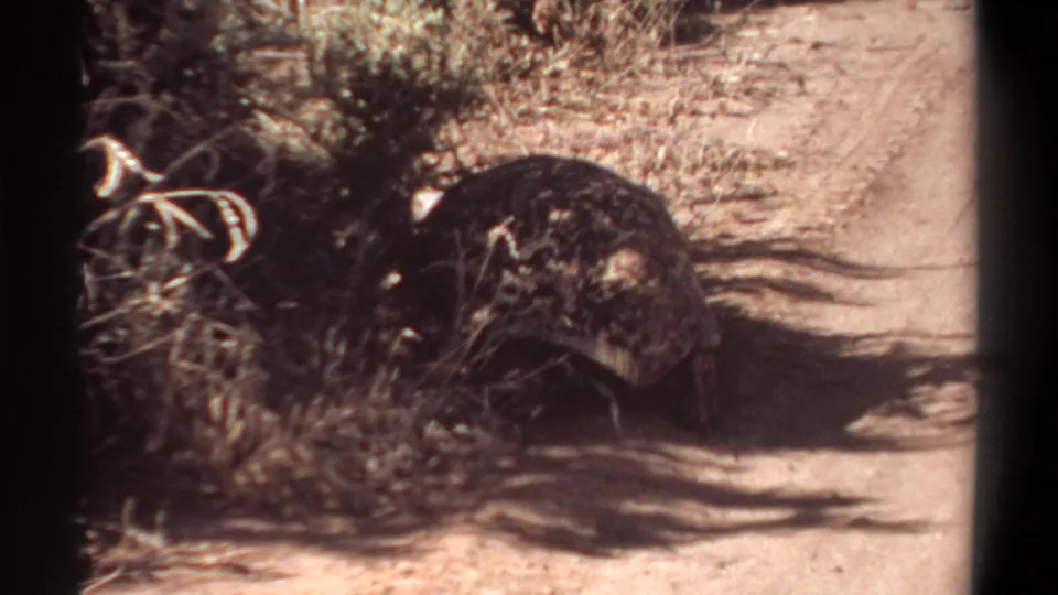 The tortoise moves close to dry bushes at the path edge in warm, grainy 1969 Khartoum 8mm footage.