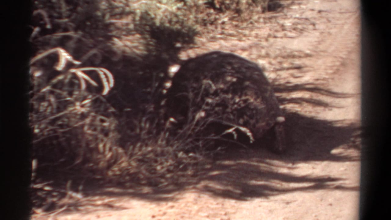 1969 Khartoum 8mm frame showing a tortoise beside sparse brush on bright sandy ground, with heavy shade across the path.