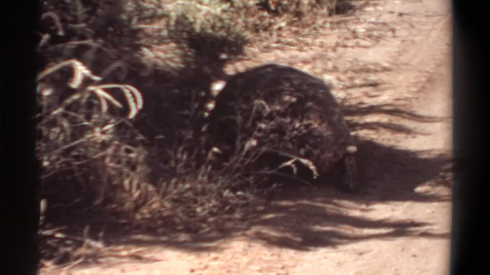 1969 Khartoum 8mm frame showing a tortoise beside sparse brush on bright sandy ground, with heavy shade across the path.