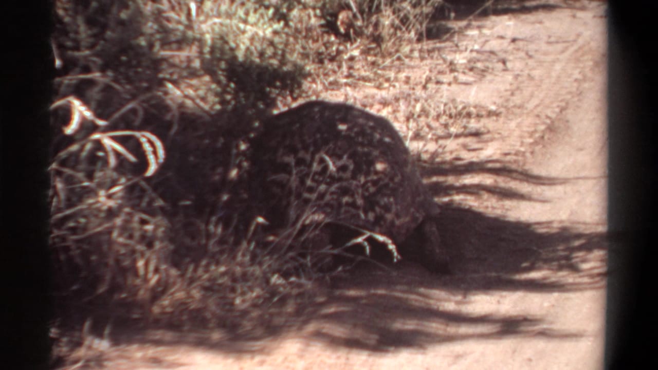 1969 Khartoum 8mm frame with a tortoise close to scrub, its shell partly shaded as sunlight falls across the dry path.