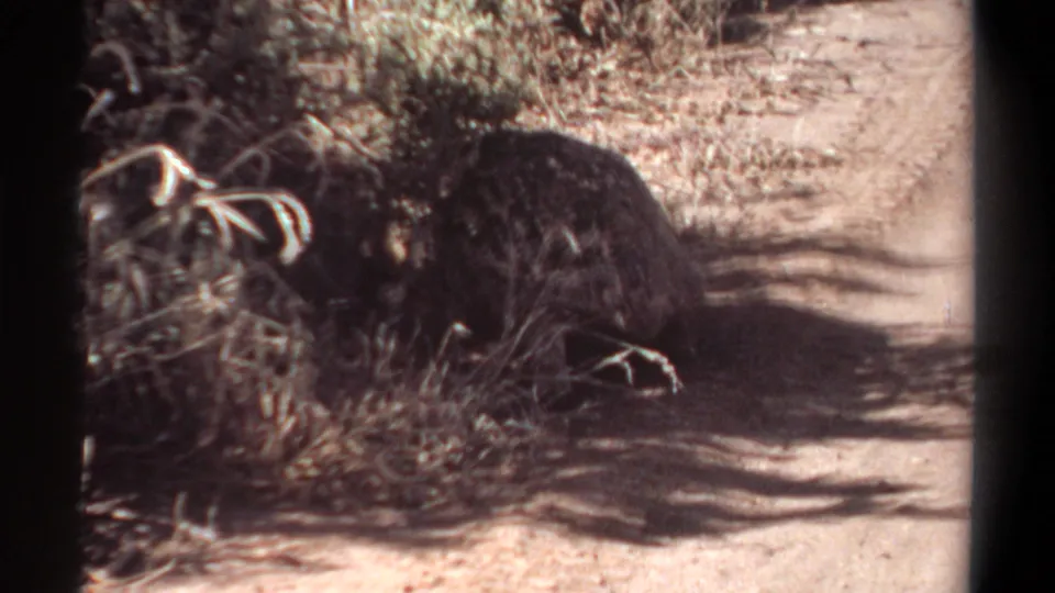 1969 Khartoum 8mm frame showing the tortoise closer to the vegetation, with its dark shell blending into shade along the path.