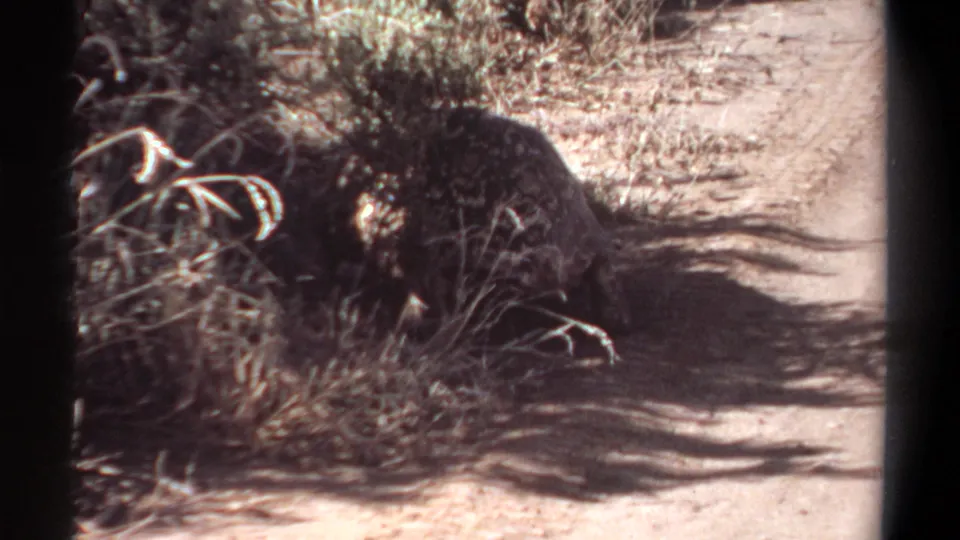 1969 Khartoum 8mm frame with the tortoise nearly under the brush shade, framed by sandy ground and dense shadow.