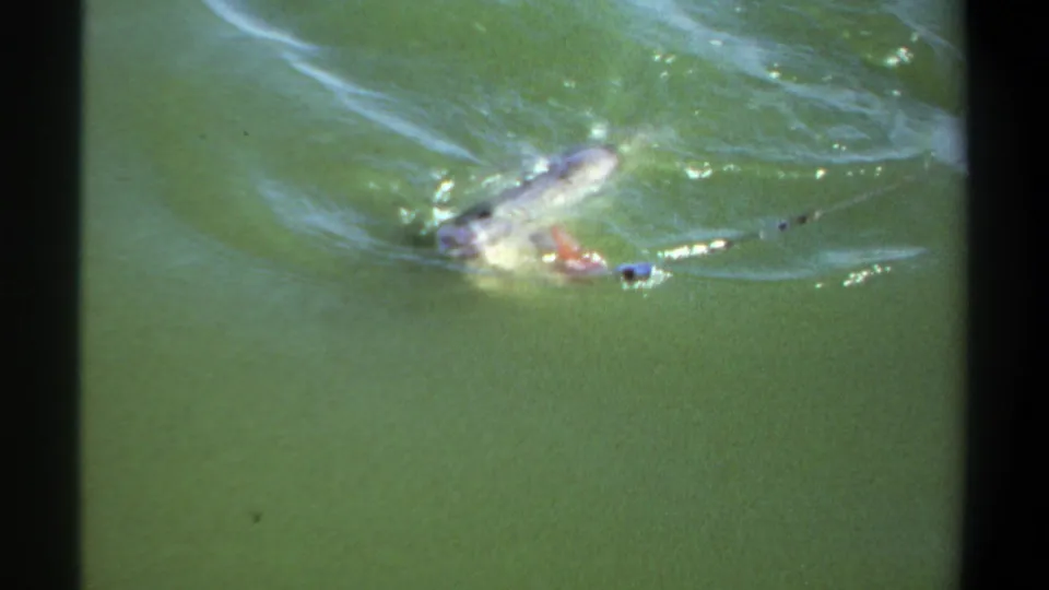 1969 Khartoum home-movie frame showing a pale fish at the water surface as it creates ripples and small bubbles in green water.