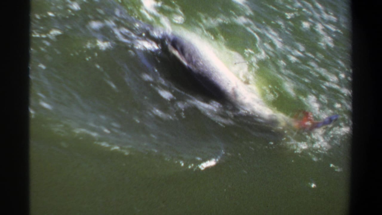 Large fish thrashing near the surface of green water beside a dark film edge.