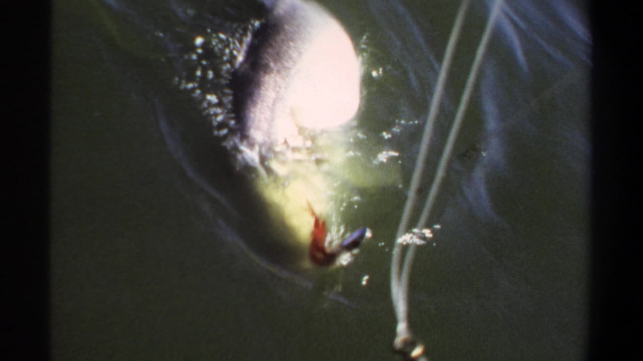 Hooked fish near the water surface with fishing line visible beside it.