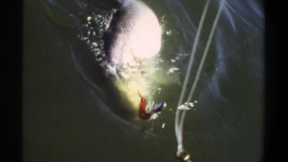 In this 1969 Khartoum river frame, a fish turns near the surface as a fishing line pulls close by.
