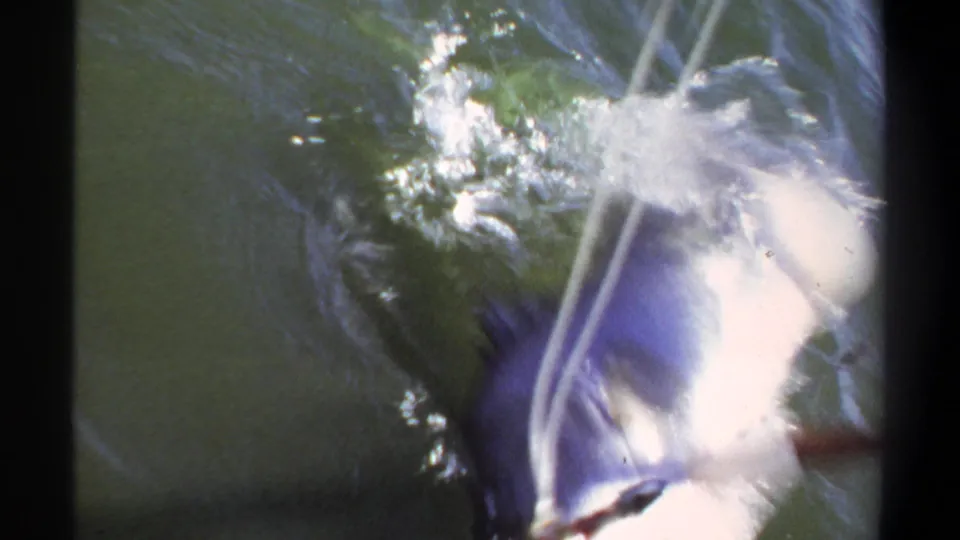1969 Khartoum 8mm footage shows a large fish splashing below the surface as a taut line angles through the river water.