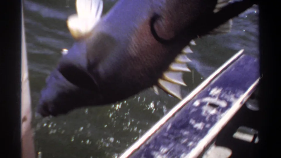 A 1969 Khartoum river frame shows the large fish close to the boat, with fins, line, and a blue-white patterned edge visible.