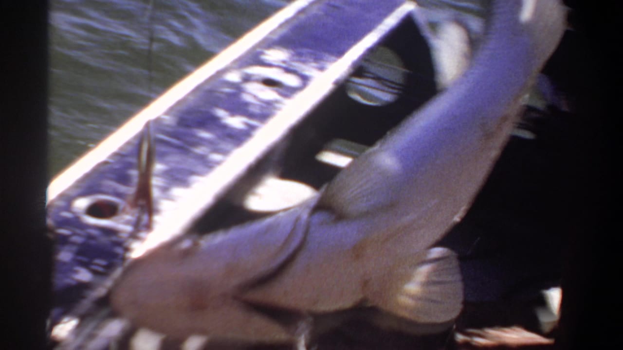 A large fish, likely a catfish, is shown close to the camera inside a boat in metadata-supported Khartoum, Sudan, 1969 footage.