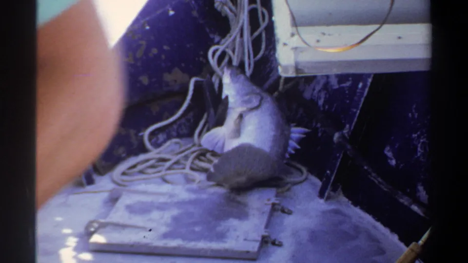 1969 Khartoum home-movie frame showing a large pale fish on the boat deck near rope and dark boat sides.