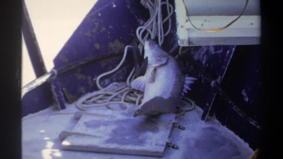 1969 Khartoum home-movie frame showing the catch lying on a small boat deck with rope and equipment nearby.