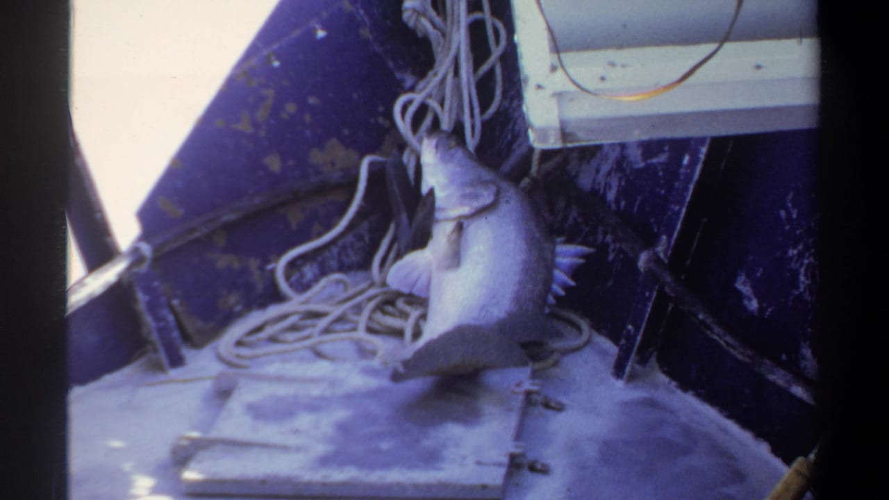Large fish lying on a boat deck beside coiled rope and dark metal hull panels.