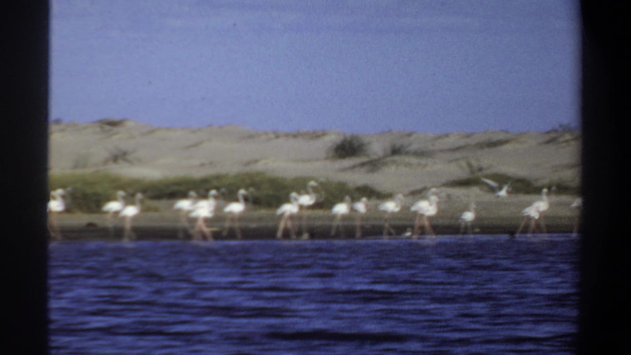 White flamingos stand along a sandy shoreline across blue water.