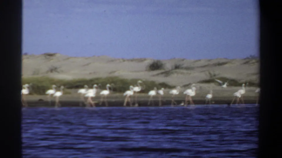 Wide 1969 Khartoum-area frame of white flamingos wading near a sandy bank with sparse vegetation beyond blue water.