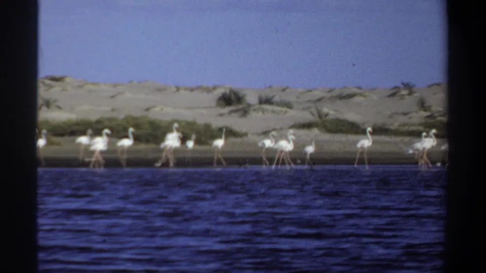 1969 Sudan riverbank view with white flamingos standing in shallow water below sandy dunes and scattered vegetation.
