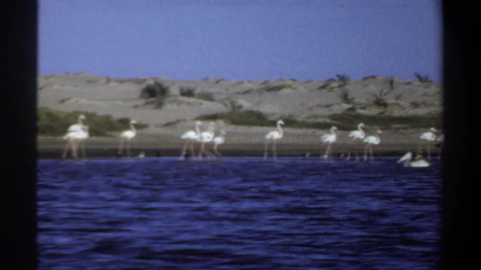 Late-1960s Khartoum home-movie frame showing flamingos across a sandy shoreline with dark rippled water in front.