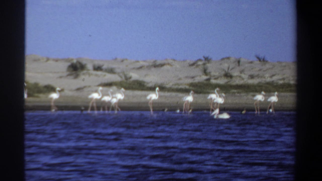 Flamingos wade near a sandy shoreline while a white pelican floats on blue water.