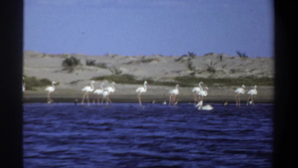 1969 Khartoum home-movie frame showing flamingos in shallow water, a white pelican, sandy dunes, sparse vegetation, and dark 8mm frame borders.