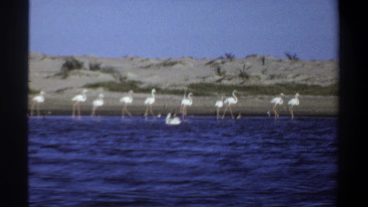 A line of flamingos stands in shallow water with a pelican floating in front.