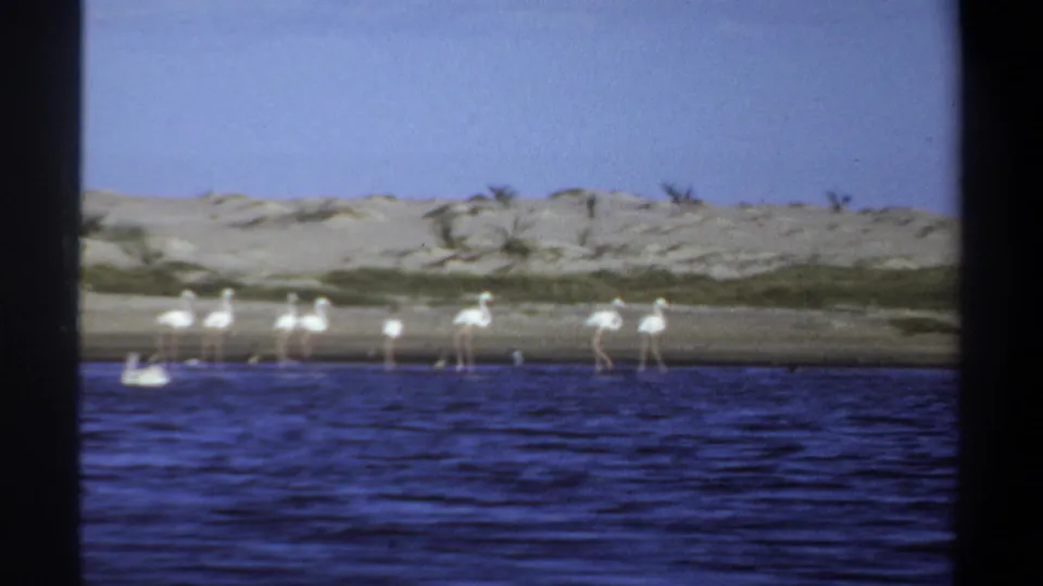 1969 Khartoum 8mm frame showing fewer flamingos near a sandy bank, a pelican on blue water, pale dunes, and sparse plants.