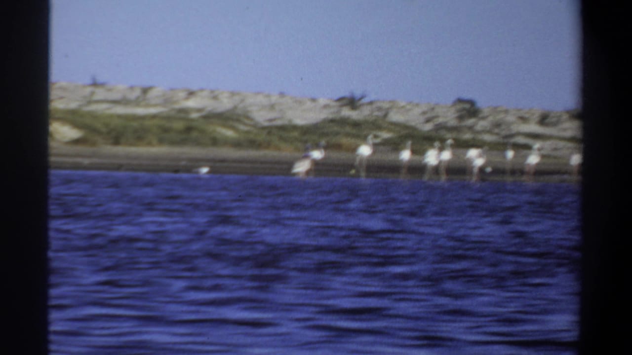 1969 Khartoum frame with a small group of flamingos at the water's edge, backed by pale dunes and low vegetation.