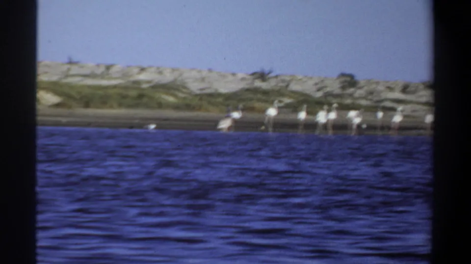 1969 Khartoum frame with a small group of flamingos at the water's edge, backed by pale dunes and low vegetation.