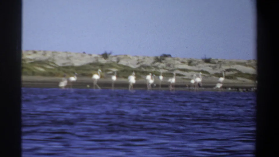 1969 Khartoum home-movie view of flamingos along a lagoon shore, seen past dark film borders from a moving boat.
