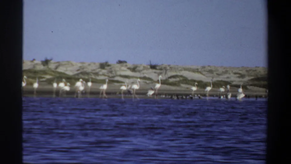 1969 Khartoum frame showing a wider flamingo flock at the waterline with pale dunes and open sky in the background.