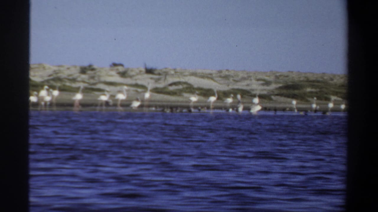 1969 Khartoum 8mm frame showing white long-legged birds scattered in shallow water beside a sandy, scrub-covered shoreline.
