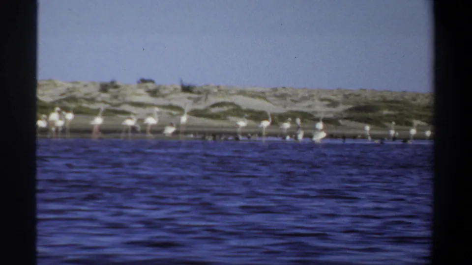 1969 Khartoum 8mm frame showing white long-legged birds scattered in shallow water beside a sandy, scrub-covered shoreline.