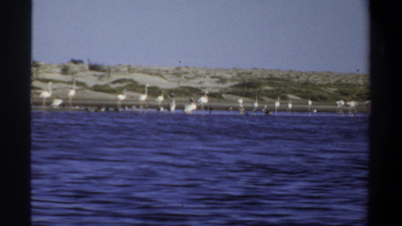 A flock of white birds lines the shore with low dunes behind them.