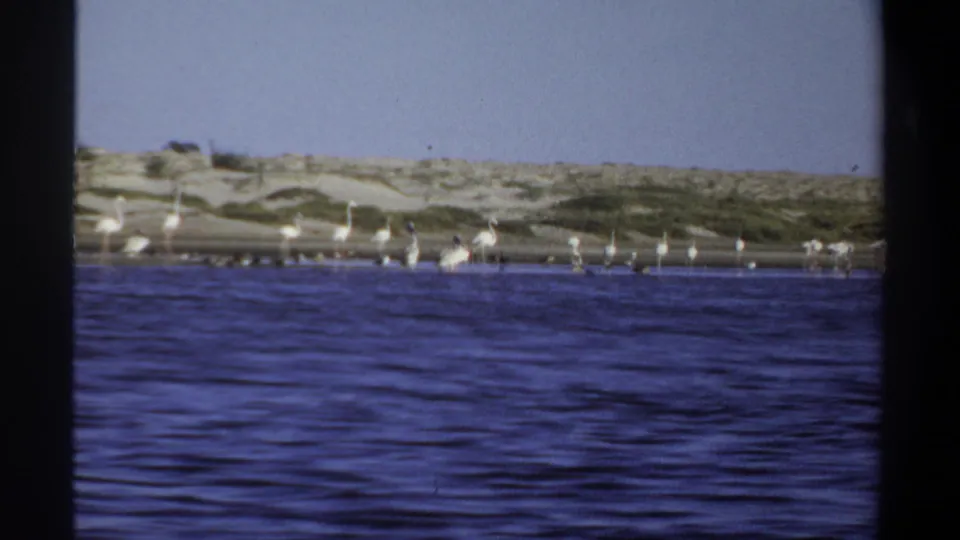 1969 Khartoum 8mm frame with white birds standing in shallow water along a low sandy shoreline under clear sky.