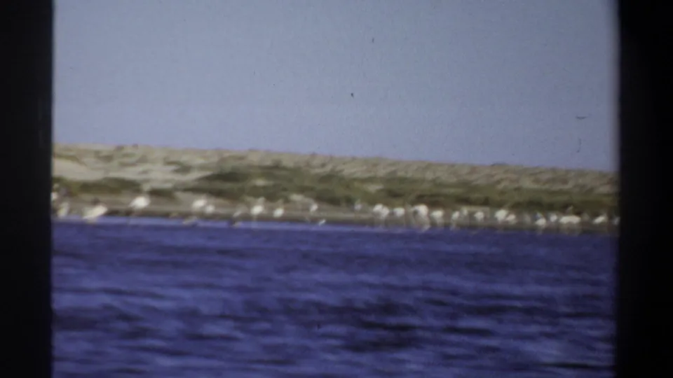 1969 Khartoum 8mm frame showing distant pale wading birds at a sandy shoreline, softened by film grain and focus.