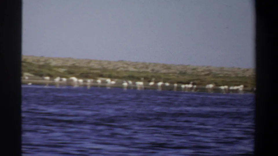 1969 Khartoum 8mm frame of a pale bird flock standing along a sandy shore with rippled water in the foreground.