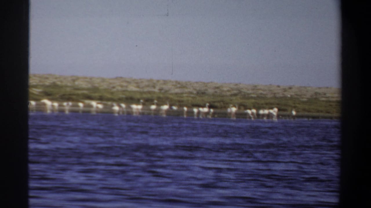 1969 Khartoum 8mm frame showing distant white flamingos near a low shoreline across blue rippling water.